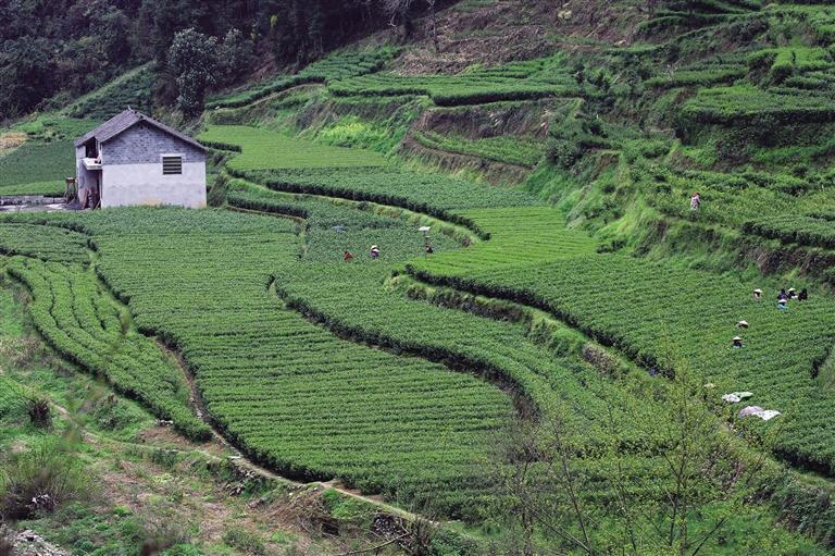 向世进丨保靖黄金茶一段不应湮灭的历史