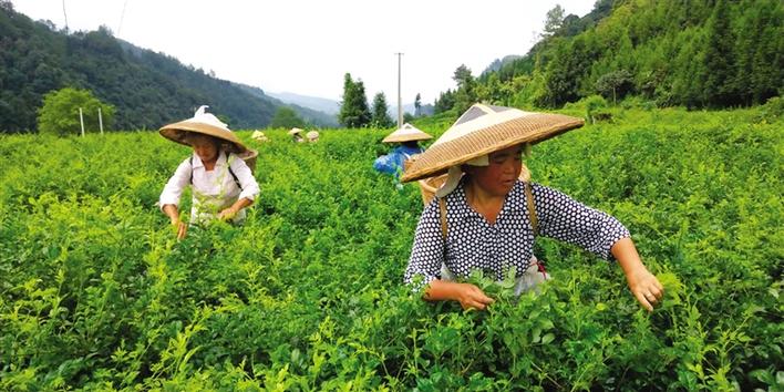 种莓茶促脱贫