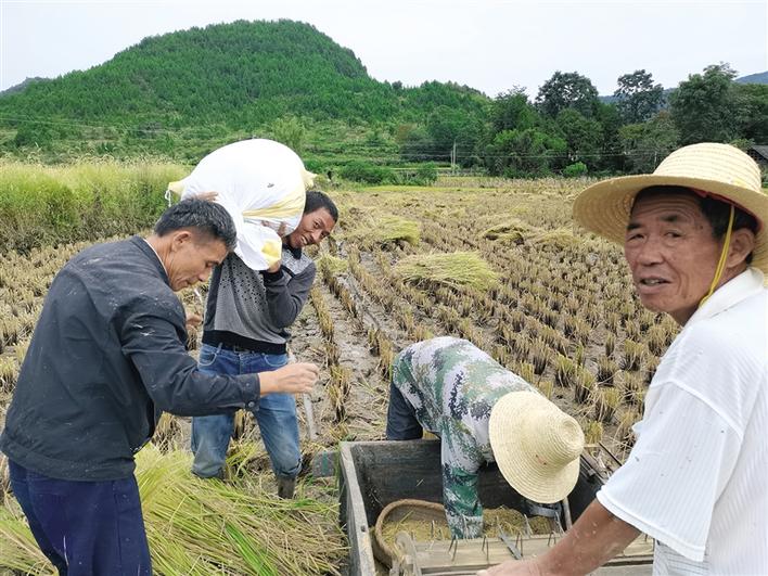 74 近日,永顺县松柏镇龙桥村村民罗发勇在该镇干群帮助下抢收稻谷.