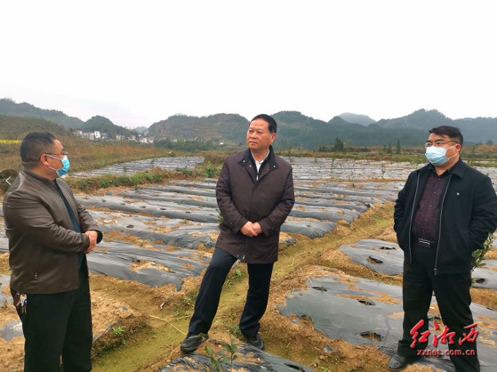 叶红专走进龙山县茅坪乡庆口村烟叶漂浮育苗大棚,了解烟叶育苗情况.