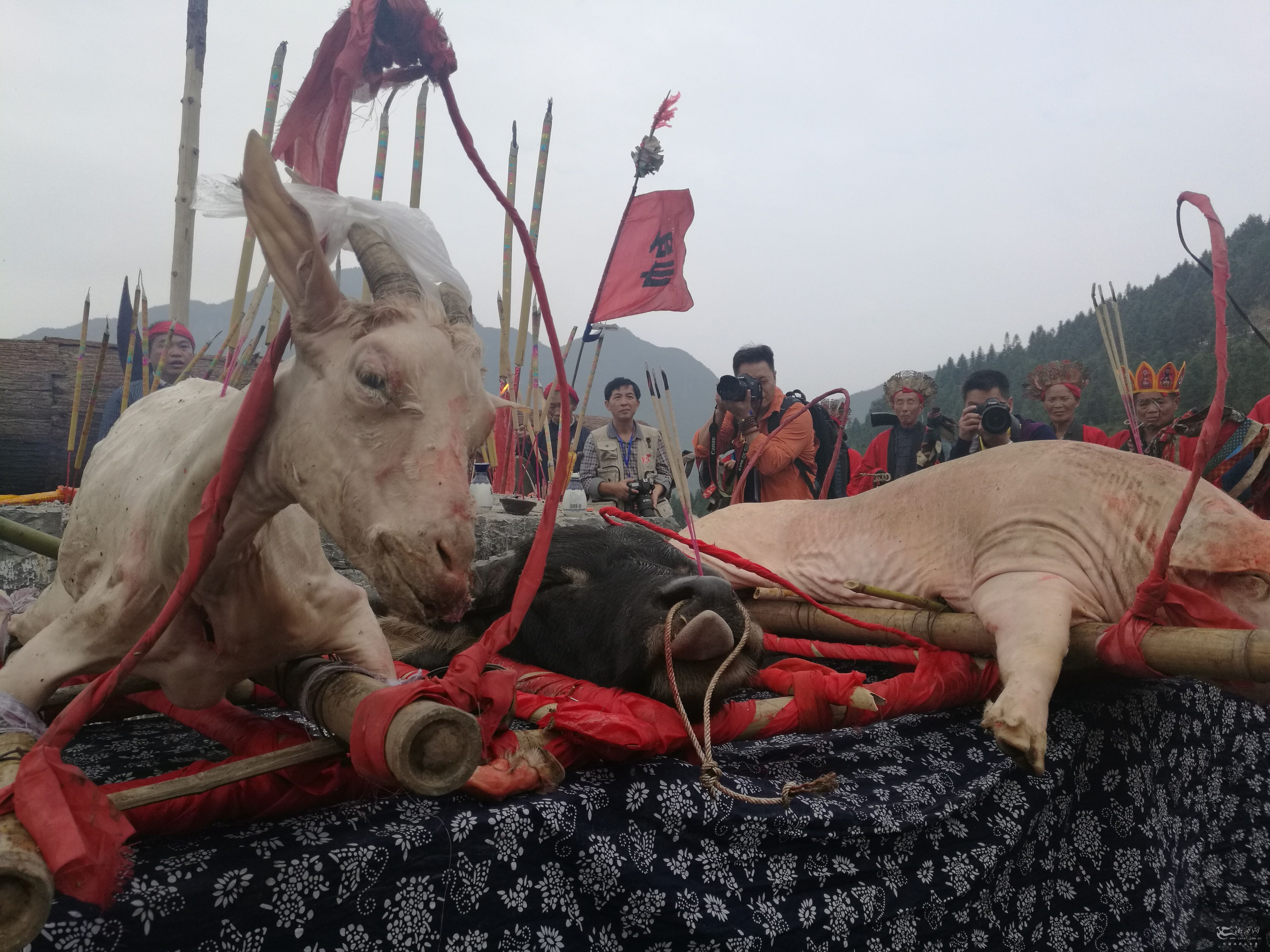 进行演绎,苗族的五宗七族十二支入场后,庄严请神,颂祭文,敬献三牲五谷